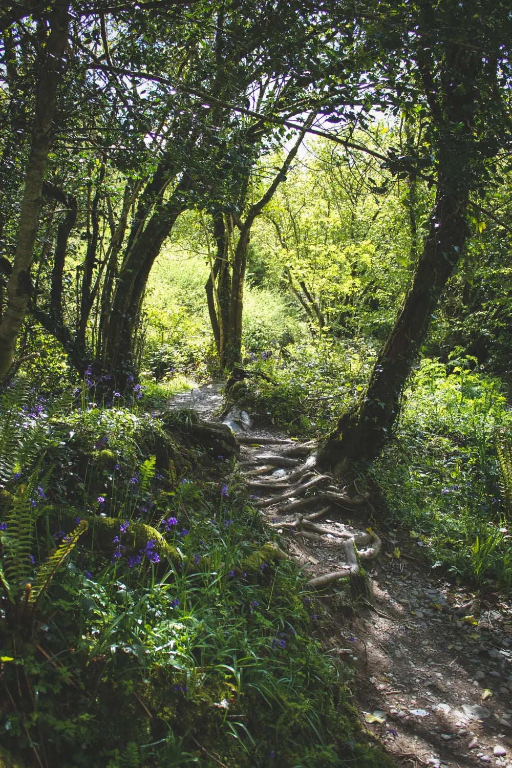 Walking Path with Tree Roots