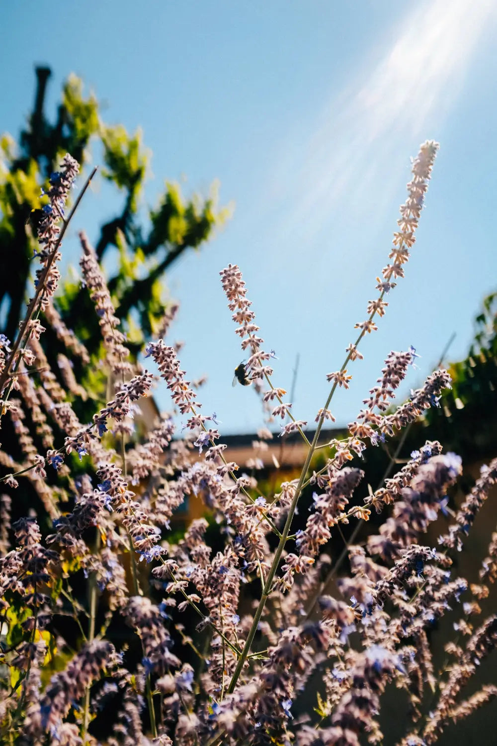 Rays of Light on Summer Blooms