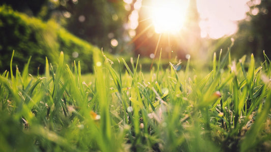 Grass in Spring