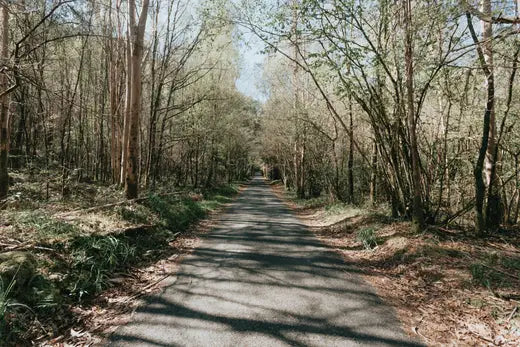 Tree Lined Paved Path in the Spring