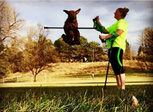 Dog Jumping over an extended smartCRUTCH