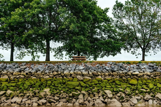 An empty park bench underneath trees