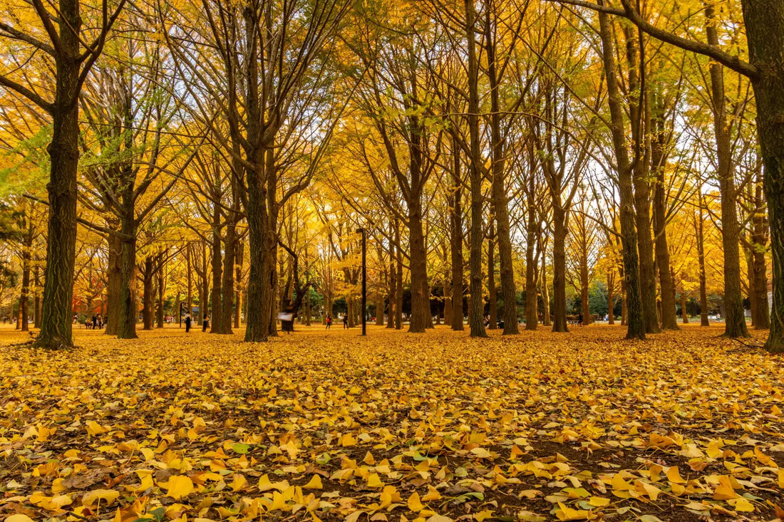 Yellow Leaves on the Ground and Trees