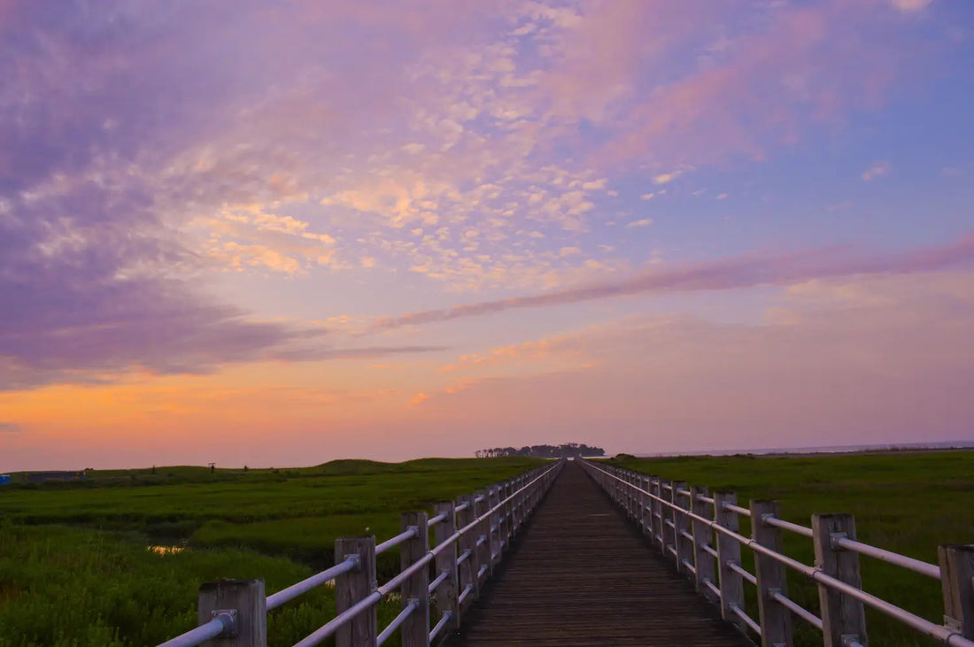 Boardwalk Over Marsh at Sunset