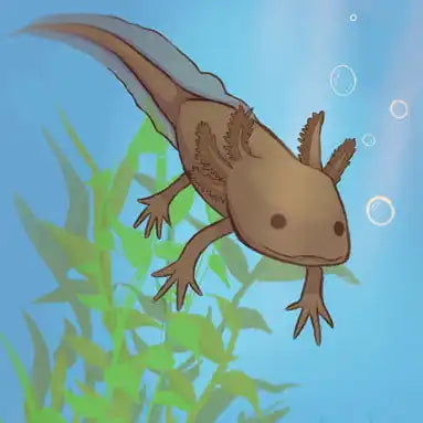 Axolotl swimming near aquatic plants with bubbles around it.