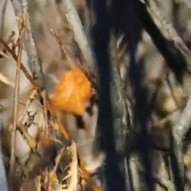 Bright orange butterfly perched among dry branches.