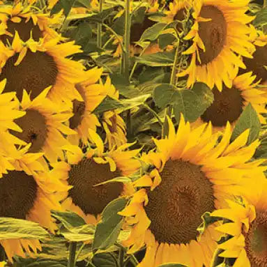 Cluster of vibrant yellow sunflowers with brown centers and green leaves.