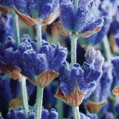 Vibrant blue lavender flowers with brown dried petals at their bases.